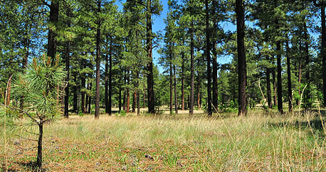 Stand of pine trees