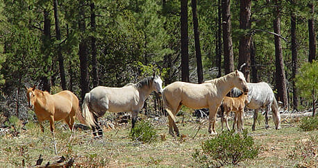 Four adult horses and a foal grazing in the forest