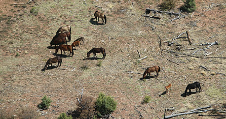 Aerial view of several horses grazing